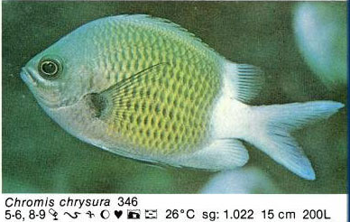 Chromis chrysura